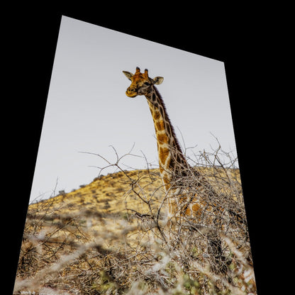 Wall Art "wilderness hills"