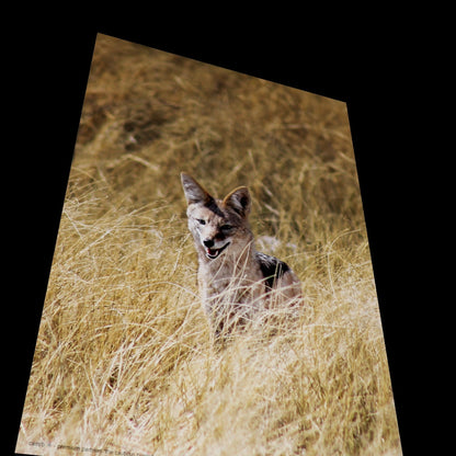 Wandbild "the cautious hunter"