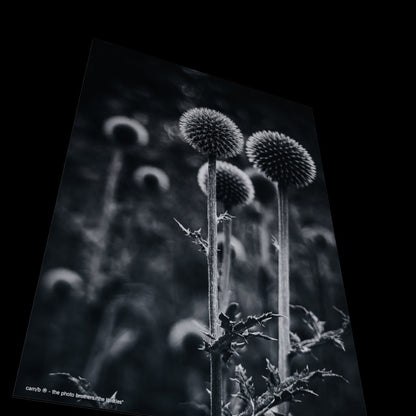 Wandbild "the thistles"
