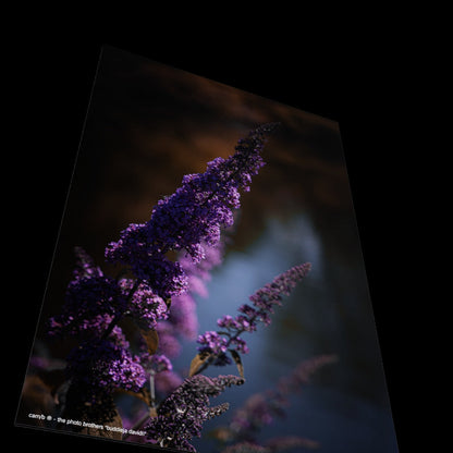 Wall Art "buddleja davidii"