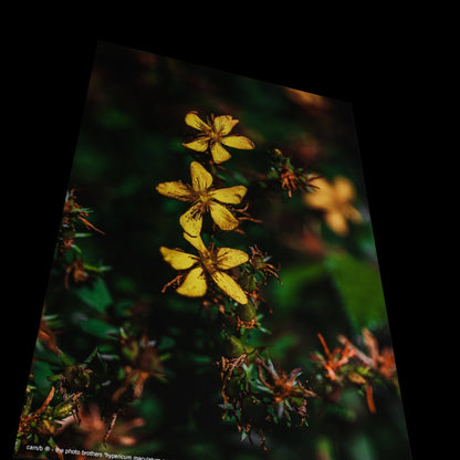 Wall Art "hypericum maculatum crantz"