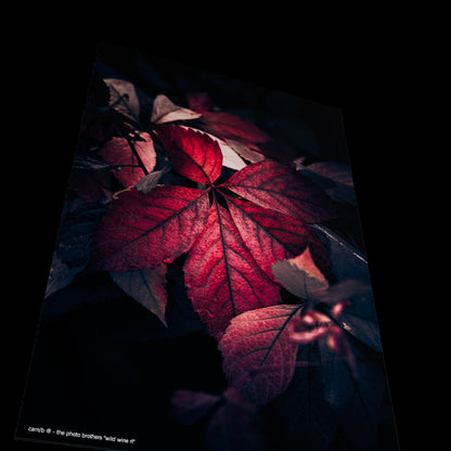 Wandbild "wild wine rl"