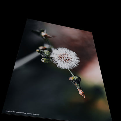 Wall Art "sonchus oleraceus"