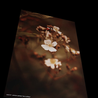 Wall Art "rosa multiflora"