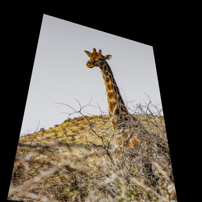 Wall Art "wilderness hills"