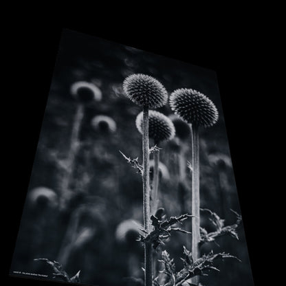 Wandbild "the thistles"