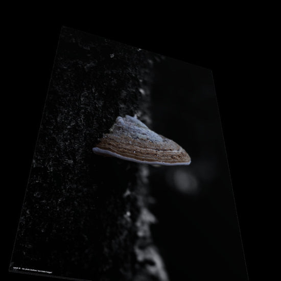 3D View