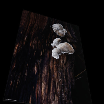 3D View