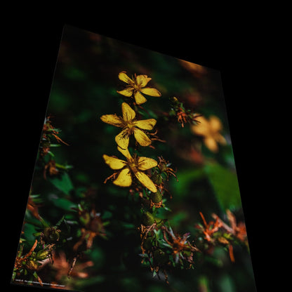 Wall Art "hypericum maculatum crantz"