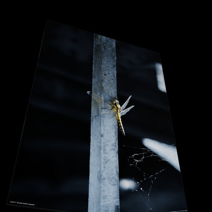 Wandbild "dragonfly"