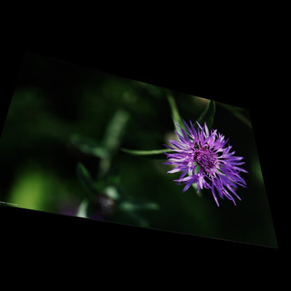 Wall Art "centaurea jacea"