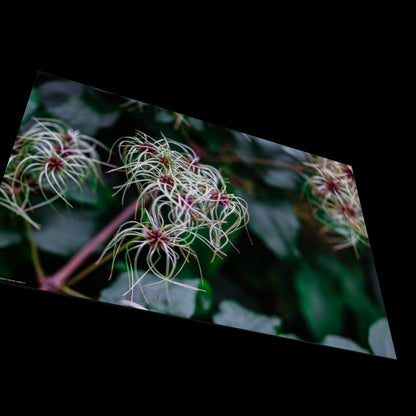 Wall Art "clematis vitalba rl"