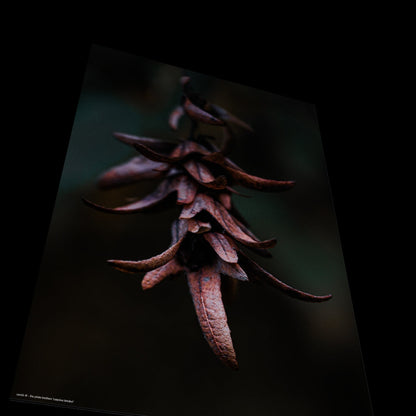 Wall Art "carpinus betulus"