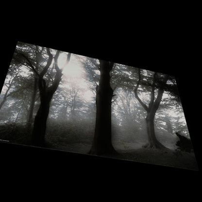 Wall Art "sunrise forest"