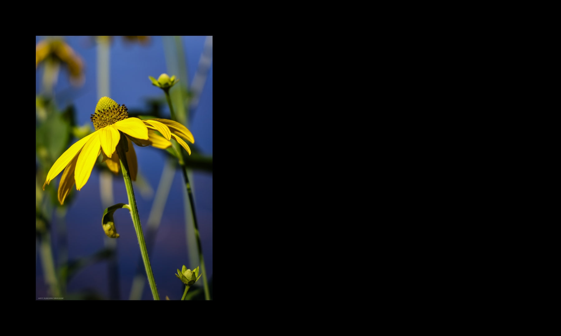 Wandbild "rudbeckia laciniata"